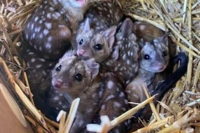 Gang finds unusually spiky creatures in nest – takes a closer look and jaws drop when they realize what kind of animals they are