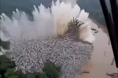 THE CREATURES THAT REFUSE TO DIE