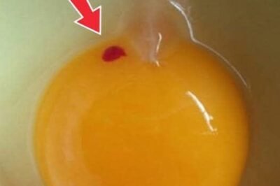 “There Are Red Floaty Things in My Store-Bought Eggs — Is This Normal or a Warning Sign?