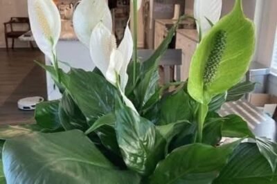 How To Get Your Peace Lily To Flower More