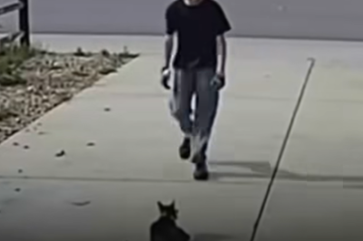 A camera set up for a disabled cat captures something unexpected