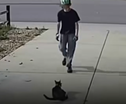 A camera set up for a disabled cat captures something unexpected