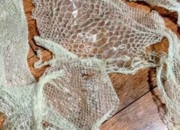 This is the second time in the last month that I’ve found this in my house, what should I do?