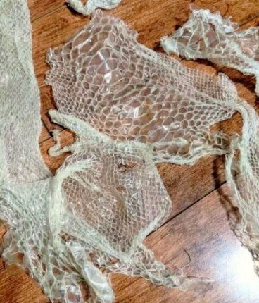 This is the second time in the last month that I’ve found this in my house, what should I do?