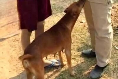 If your dog is sniffing your genital area, it means you have…See more