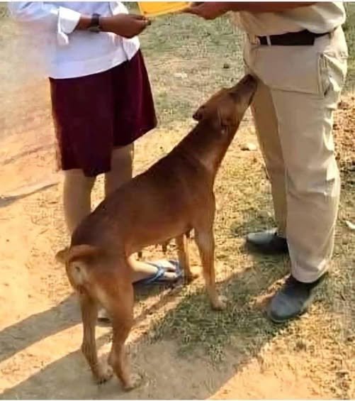 If your dog is sniffing your genital area, it means you have…See more