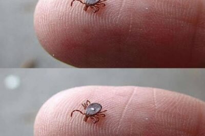 If You Notice This Insect, Take These Steps