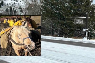Search Intensifies For Horses Missing Six Weeks In Wyoming Backcountry