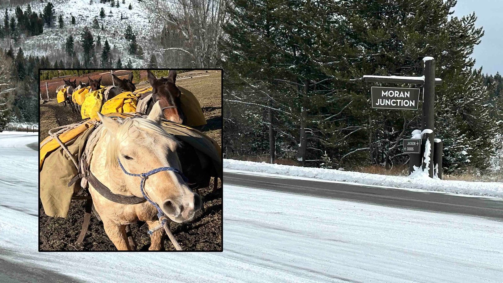 Search Intensifies For Horses Missing Six Weeks In Wyoming Backcountry