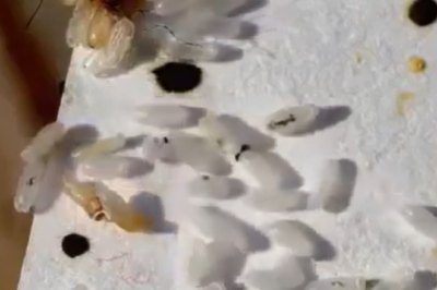 Initially, I assumed it was just rice, but the reality was far more unsettling