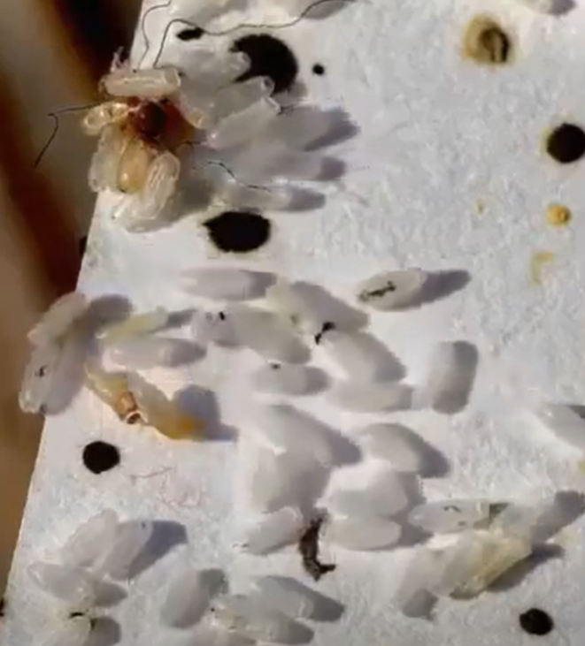 Initially, I assumed it was just rice, but the reality was far more unsettling