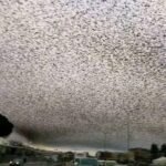 ALERT EVERYONE One Hour Ago Mhoni Vidente WARNED…See more.