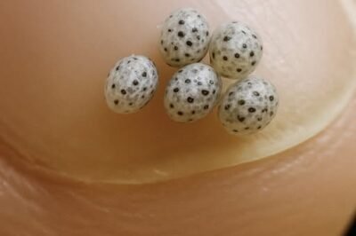 We Ordered a Salad Expecting a Calm Evening, but Tiny Moving Black Specks in the Food Sent Us Into Panic, Straight to the Hospital, and Left Us With a Memory That Permanently Changed How We Trust Restaurants and What We Put on Our Plates