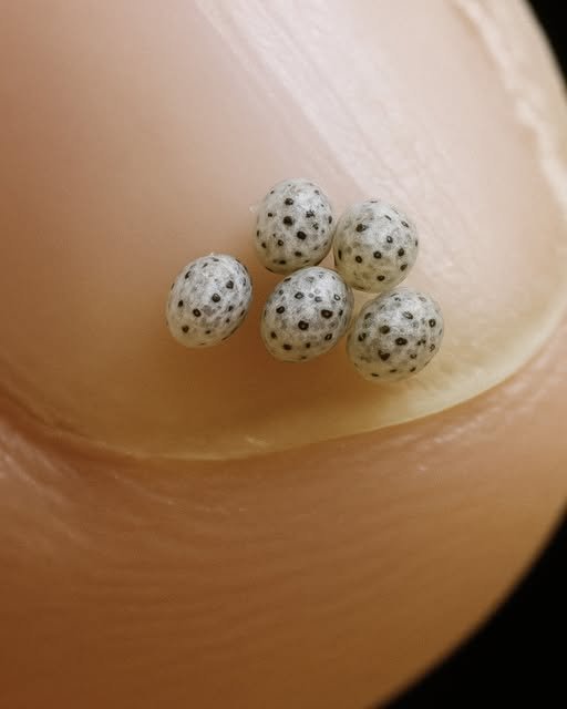 We Ordered a Salad Expecting a Calm Evening, but Tiny Moving Black Specks in the Food Sent Us Into Panic, Straight to the Hospital, and Left Us With a Memory That Permanently Changed How We Trust Restaurants and What We Put on Our Plates