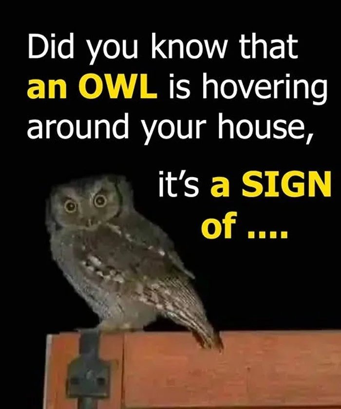 Did you know that an OWL is hovering around your house when!