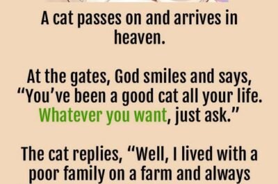 A cat passes on and arrives in heaven.