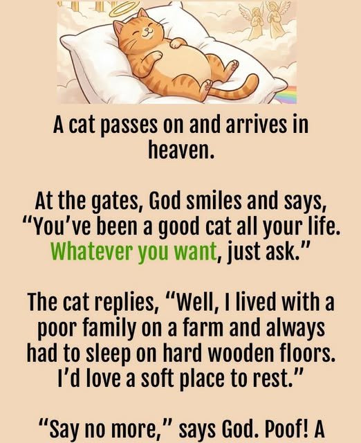 A cat passes on and arrives in heaven.
