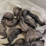 My neighbor gave me a bag of these.anyone know what they are? How do you eat them?