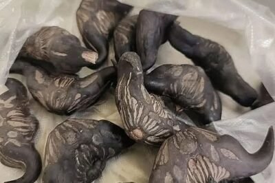 My neighbor gave me a bag of these.anyone know what they are? How do you eat them?