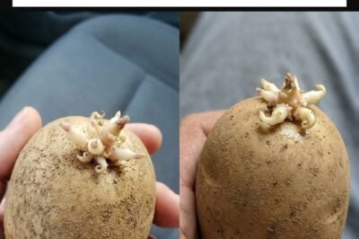 Eating Sprouted Potatoes: Is It Safe?