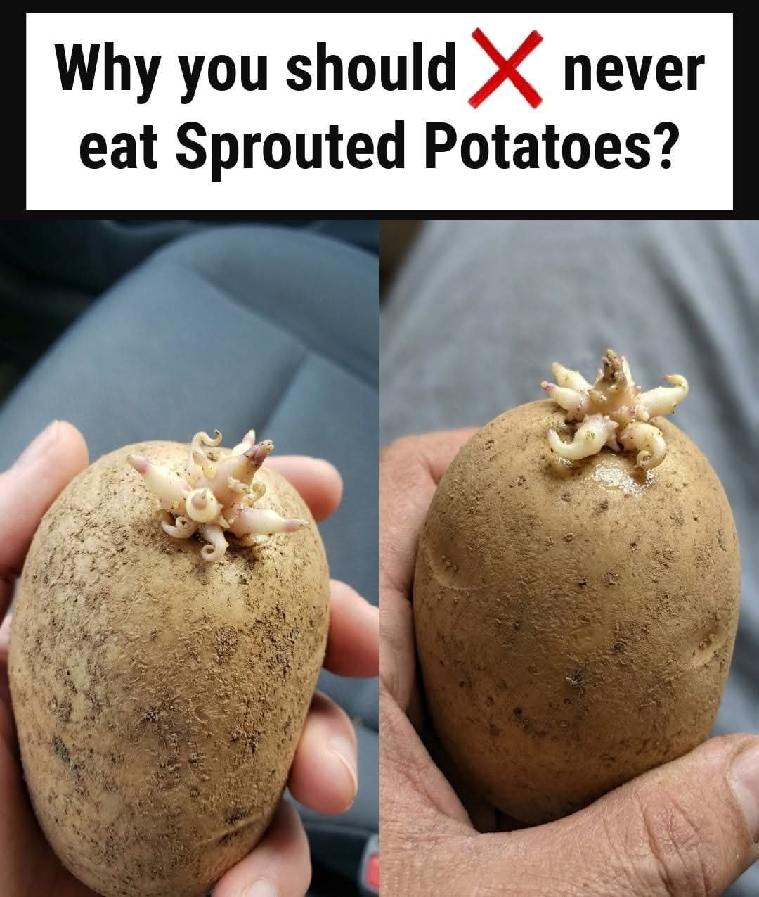 Eating Sprouted Potatoes: Is It Safe?
