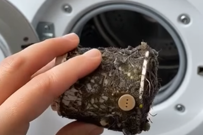 Modern domestic life is often a symphony of auto