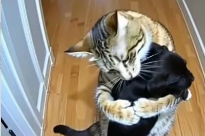 Cat Brings Home Puppies — Then a Policeman Knocks at the Door