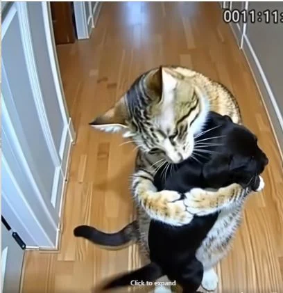 Cat Brings Home Puppies — Then a Policeman Knocks at the Door