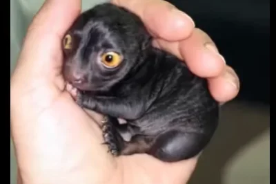 A strange creature from the forest was brought