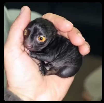 A strange creature from the forest was brought