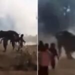 Rogue elephant kills nearly two dozen in 10-day rampage through India