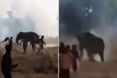 Rogue elephant kills nearly two dozen in 10-day rampage through India
