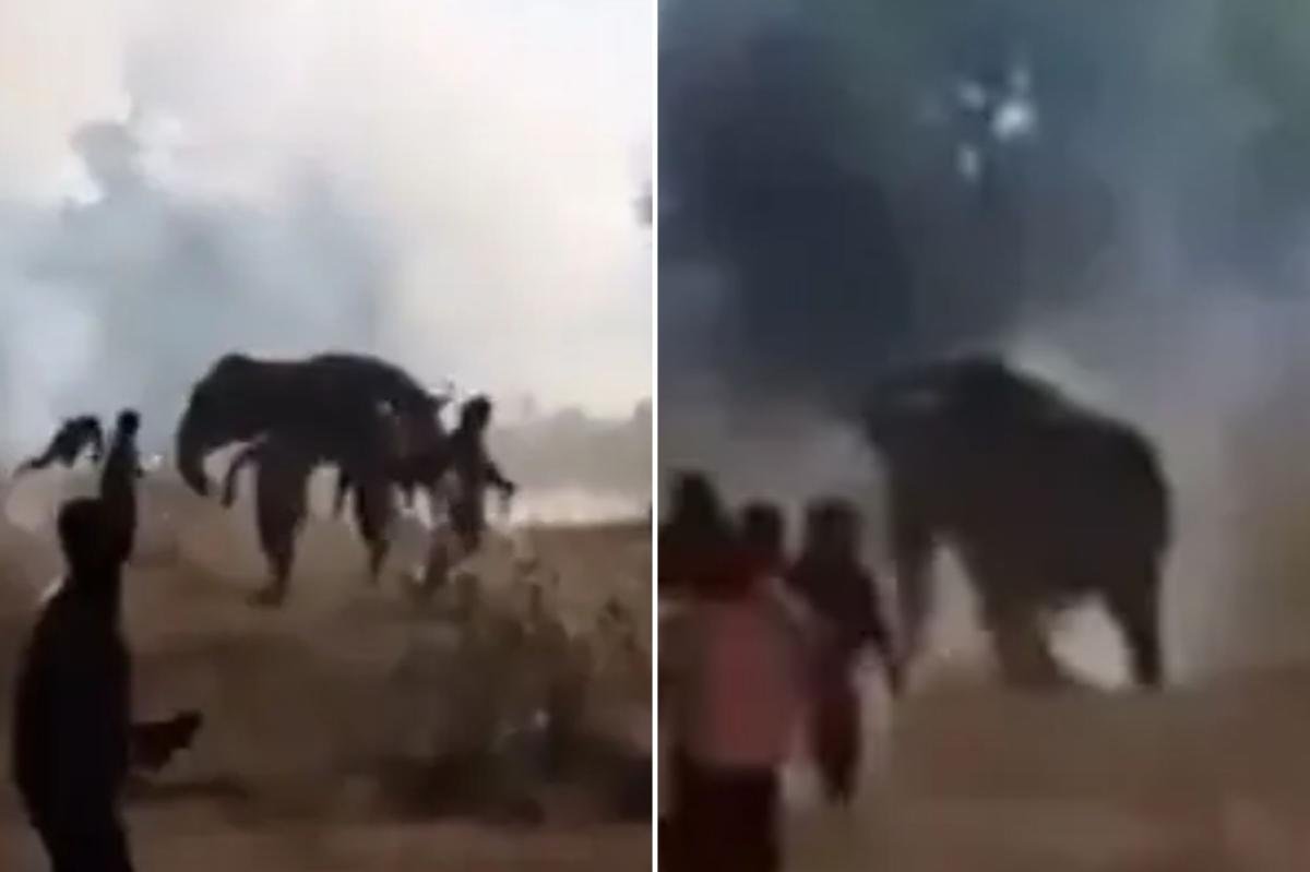 Rogue elephant kills nearly two dozen in 10-day rampage through India